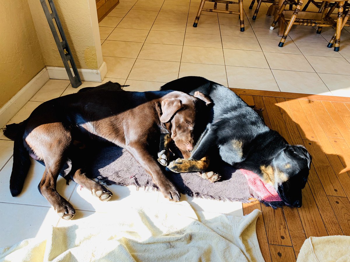 ManyThings14's tweet image. My pillow - my Sis. #dogs