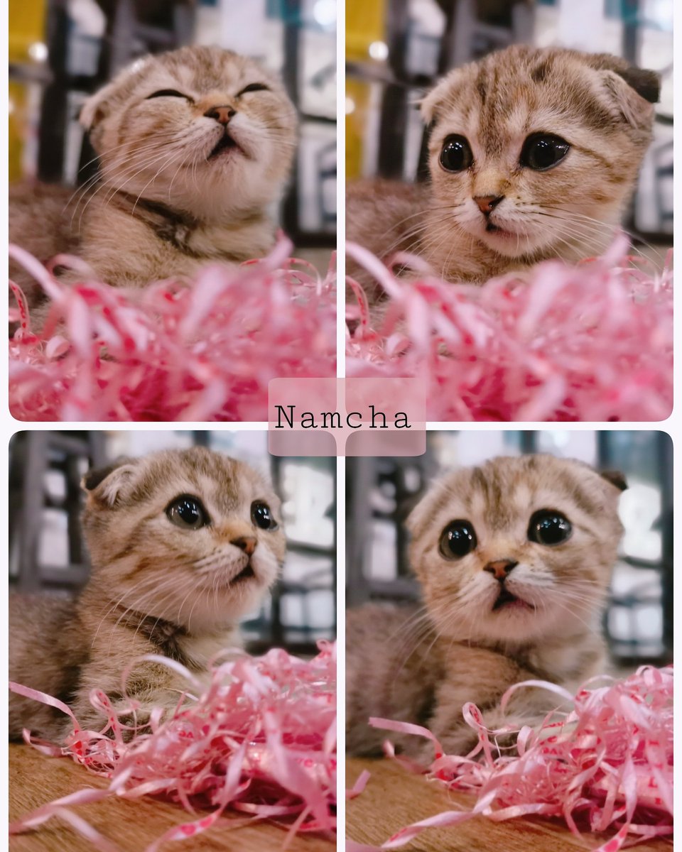 kittycatcafe's tweet photo. แมวเด็กยั่วๆจ้า
#ทาสแมว #คาเฟ่แมว #kittycatcafe https://t.co/JiWeqtyAiJ