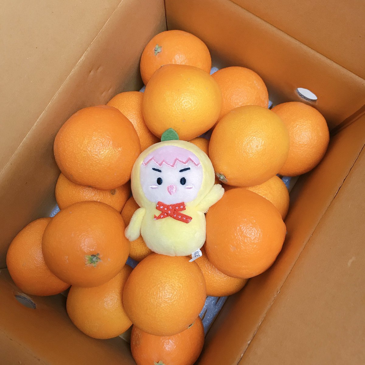 minsabo90's tweet photo. 귤보면 그냥 아뺙이가 자꾸 생각나 아 황금향...!
잘먹을게요 눌웅싀 (⊼⌔⊼ ) https://t.co/yMOCWqOcKC