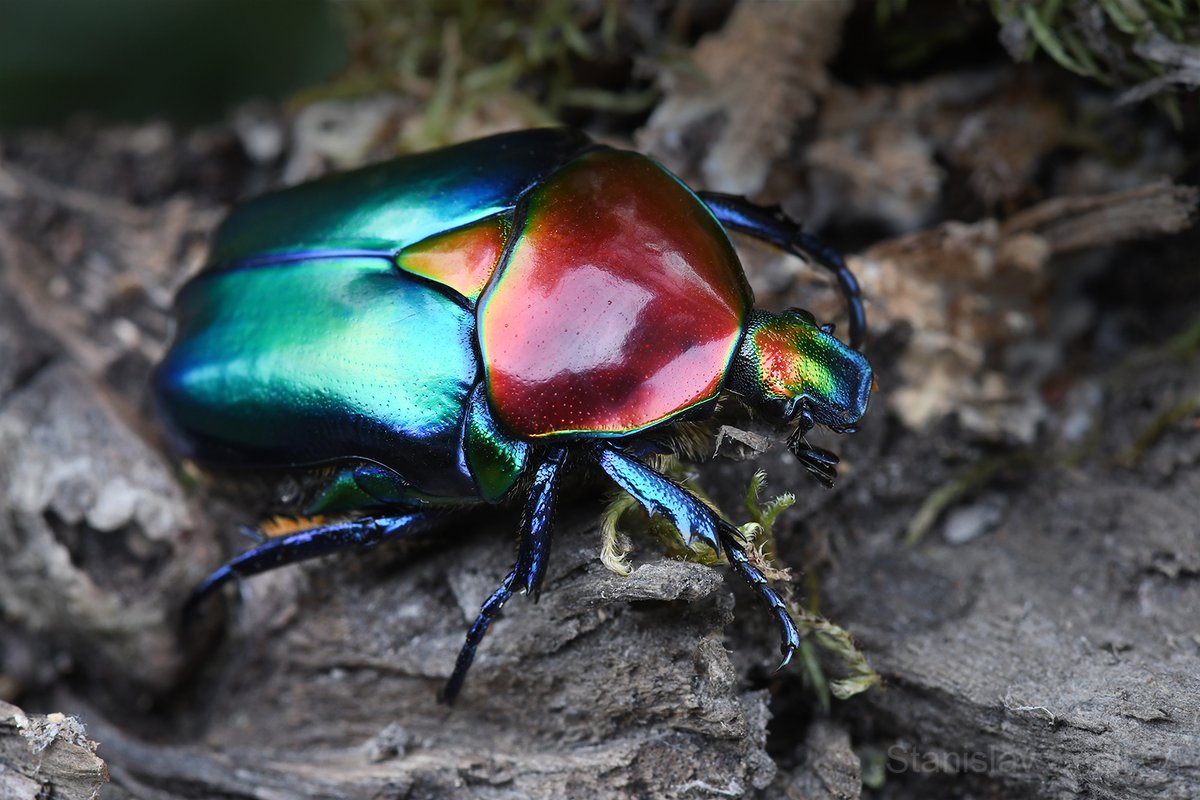 NicklasJansson3's tweet photo. Cant stop admiring these creatures....here some photos of beetles (Flower chafers: Protaetia speciosa and P.mirifica) from the hollow oaks in Turkey. Photos taken by the macro photographer and entomologist Stanislav Snäll https://t.co/rse6BTO3bP working with me in the project. https://t.co/f6hePkangb