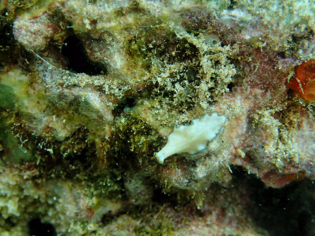 geosupergeek's tweet photo. Orange-spotted #flatworm in south #Maui—another first for me and also not in Hoover. Needed to look it up on https://t.co/QfCF6ibvwk to ID #hawaii #scuba #nudibranch #nudivember https://t.co/b5j5vomCos