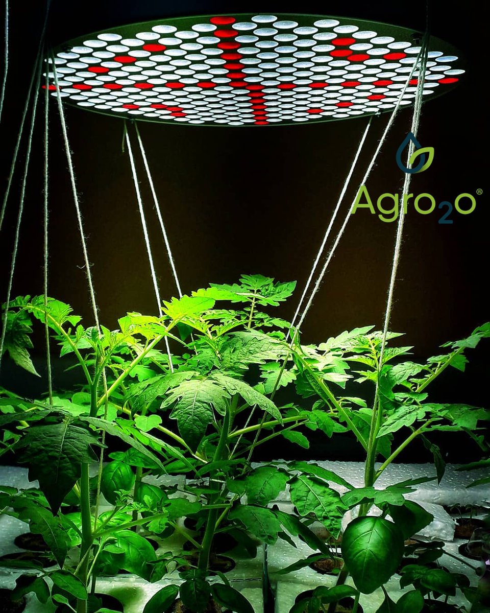 Agro2o_'s tweet photo. We are not having plant puppets🌱
.
These are real 17 days old cherry tomato plants with a trellis system for their support, on our test setup.🍅
.
https://t.co/EZODBb61D5
.
.
.
#agro2o
#smartGarden
#hydroponics #growyourown #urbanfarming #urbanfarm #agriculture #farmtotable https://t.co/JNsH2uk6UZ