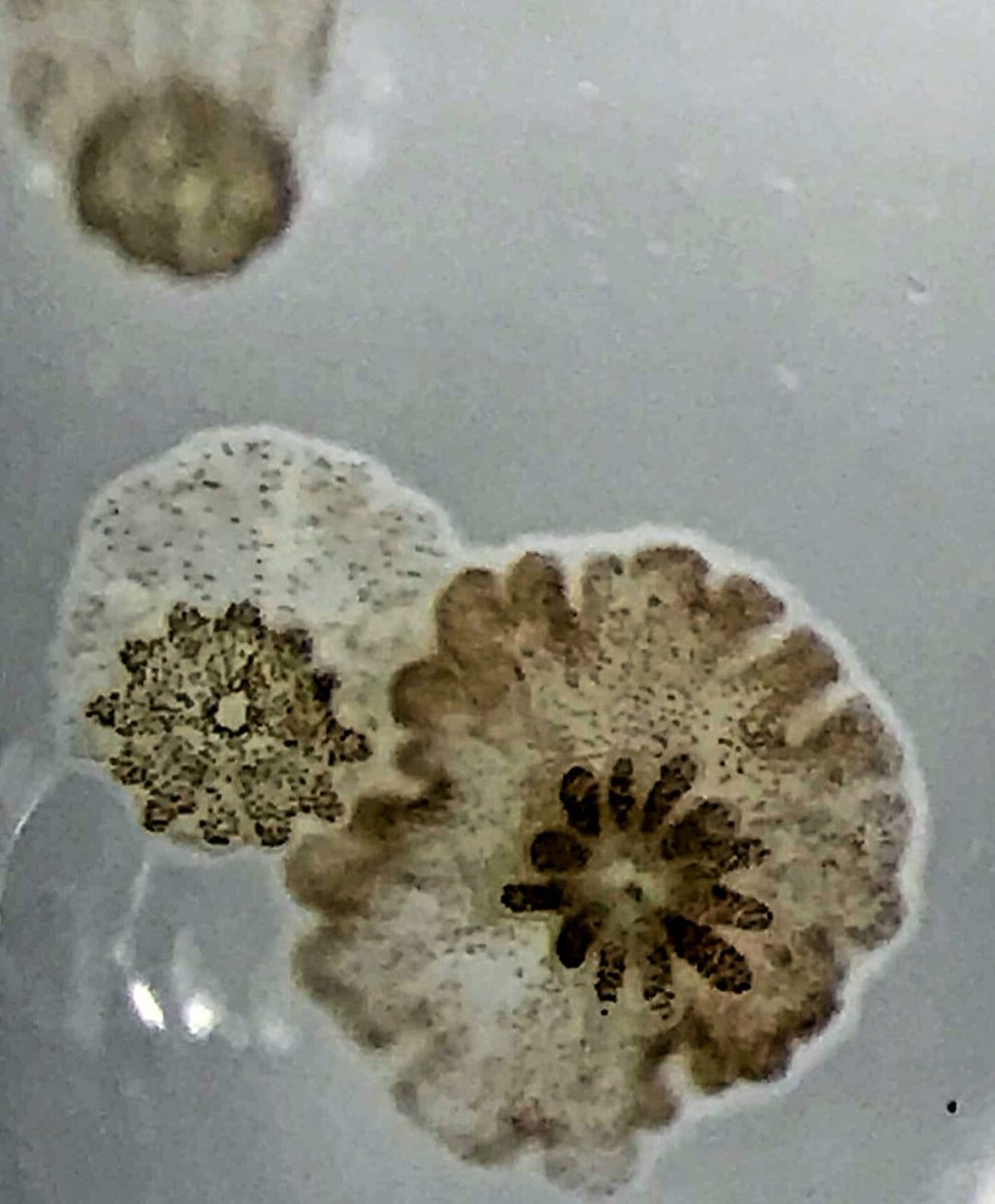 CSUN Marine Biology Graduate Student Association tweet media