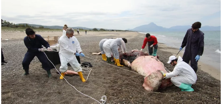 HelloSaveEarth's tweet photo. The alarming trend of beached whales filled with plastic explained, The whales that were found washed ashore are just the tip of the iceberg
https://t.co/4EBXmqpGqY

#plasticpollution #plasticfree #recycling #HSE #hsefoundation #Recyclingplastic
@HelloSaveEarth @PlasticPollutes https://t.co/jNeUvmJSsy