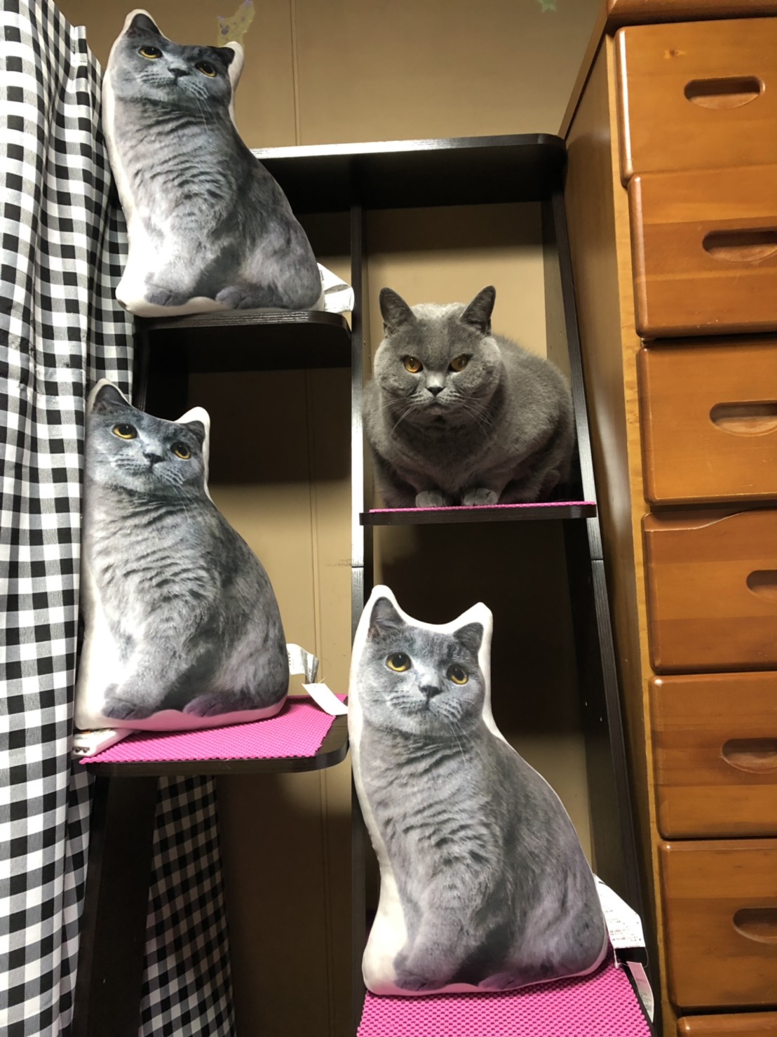 Ka ６v６ Ho ニトリで見つけた ニトリ19 梵くん分身の術 モチモチクッションマルオ