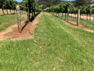 JackMck_WA's tweet photo. Not the best photo, but he made me have a lunchtime wine to calm my nerves. #hillbillelifestyle #joeblake https://t.co/cQ5lYGc1RX