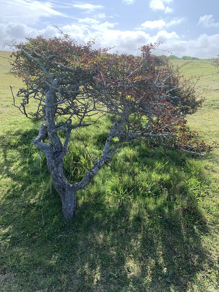 'The lone hawthorn is holder of myth and legend.' So writes @juleswh in her hawthorn-inspired essay. Find out why... bit.ly/2OgSgcj @woodlandtrust #TreeCharterDay #EveryTreeCounts #NationalTreeWeek # #poetry  #26Trees #mythology #trees #WritingCommunity