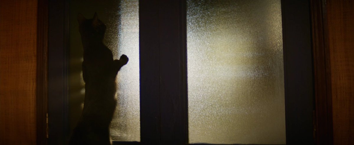 oldfilmsflicker's tweet photo. it's officially a noir when a cat is involved #Noivember https://t.co/1O8JglwmIQ
