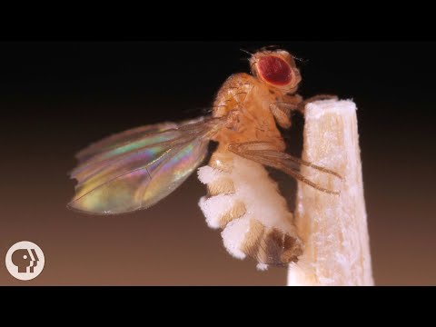 AtlasOfHeaven's tweet photo. This Killer Fungus Turns Flies into Zombies

https://t.co/JnAtiYll6f

Deep Look Documentary Video https://t.co/XxerGJhu7m