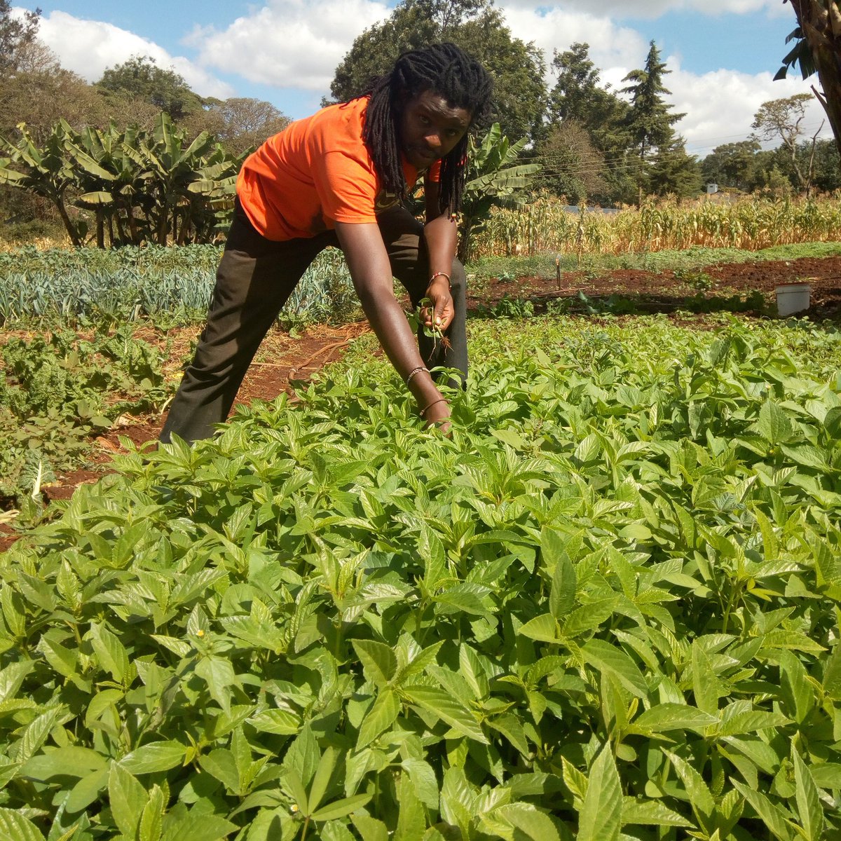 kabeteOrganic's tweet photo. We have mastered the art of growing traditional vegetables, originally 
#Mrenda/#Jutemellow
@go_vegetables https://t.co/hnUAq43Pw7