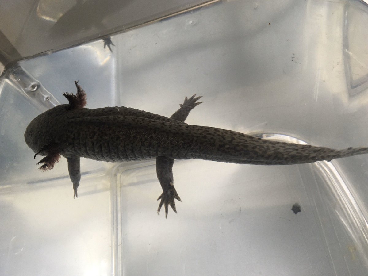 Avalon Pa Twitter 最近うちの塾長 塾で飼ってるウーパールーパーの名前 がよく水に浮いてるのだが 大丈夫なのだろうか 時間がたったらスーッと垂直に沈んでいくからプカプカ病ではないとは思うんですが ウーパールーパー Avalon Pa Twitter 最近うちの塾長 塾で飼ってるウーパールーパーの名前 がよく水に浮いてるのだが 大丈夫なのだろうか 時間がたったらスーッと垂直に沈んでいくからプカプカ病ではないとは思うんですが ウーパールーパー