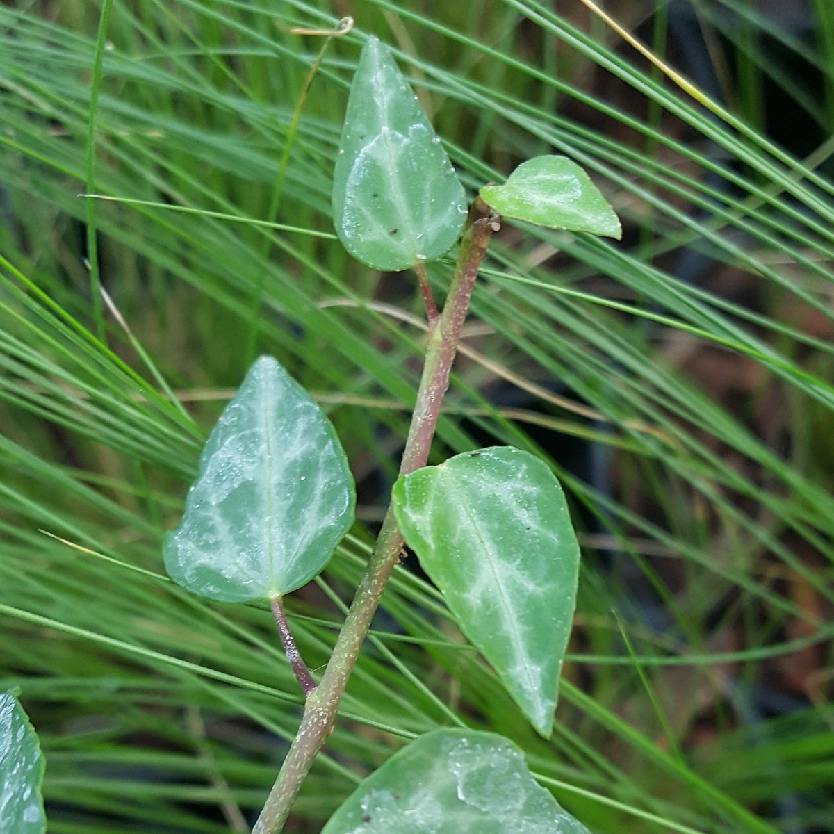 PlantPref's tweet photo. Taking ivy cuttings again - this is Hedera pastuchovii ssp cypria. Sorry about the water staining but the grey veins are real!
#ivy #hedera #hederapastuchovii #hederacypria #hederapastuchoviicypria #cyprusflora #evergreen https://t.co/JGi6zjCGlw