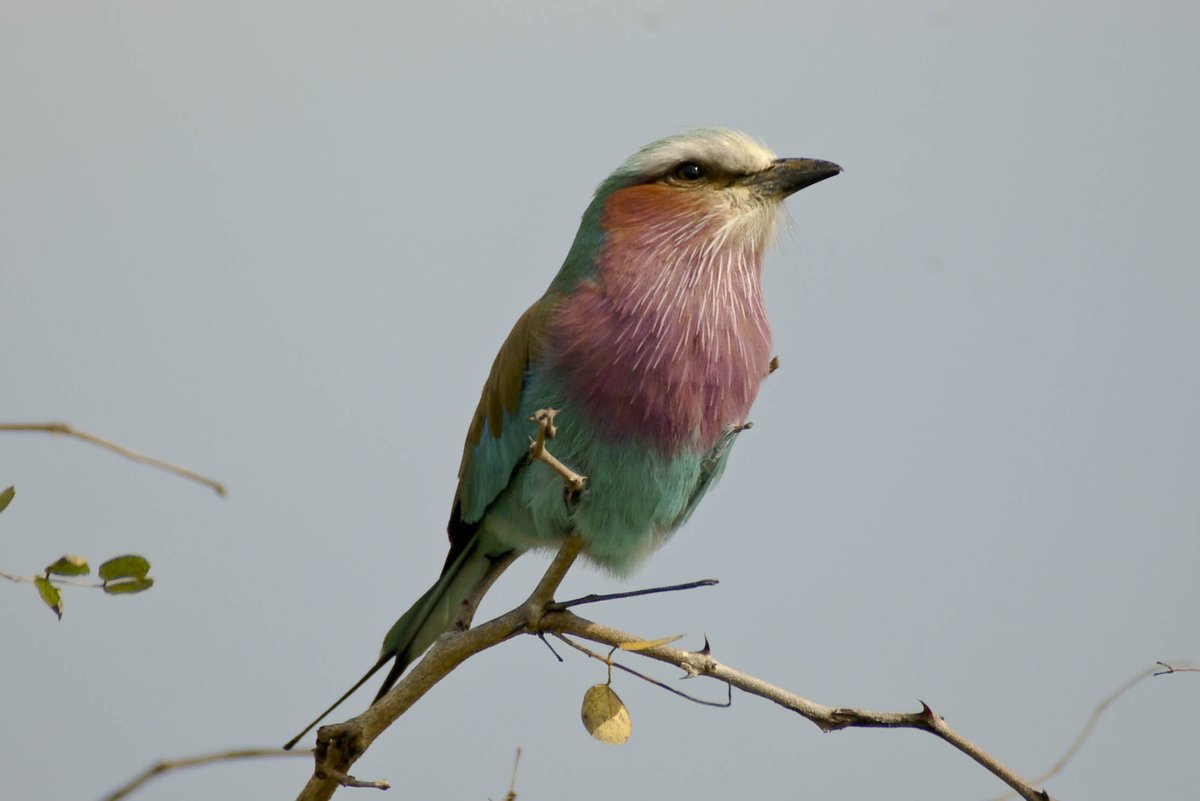 #KnowYourBirds - while you #LiveYourWild searching for the Big 5,  also look out for the smaller creatures.  Birding is most rewarding.  Start looking for brightly coloured birds.  Lilac Breasted Roller - perches next to the road, and swoops down with bright blue wings open.