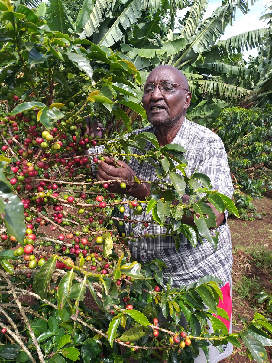 With the launch of a new marketing platform in Nebraska(USA) by Minister Munya, farmers get fresh hope and impetus to increase production of coffee.Here Mr Chumo harvest ripen coffee berries to be taken to Kapsaos Cooperative.