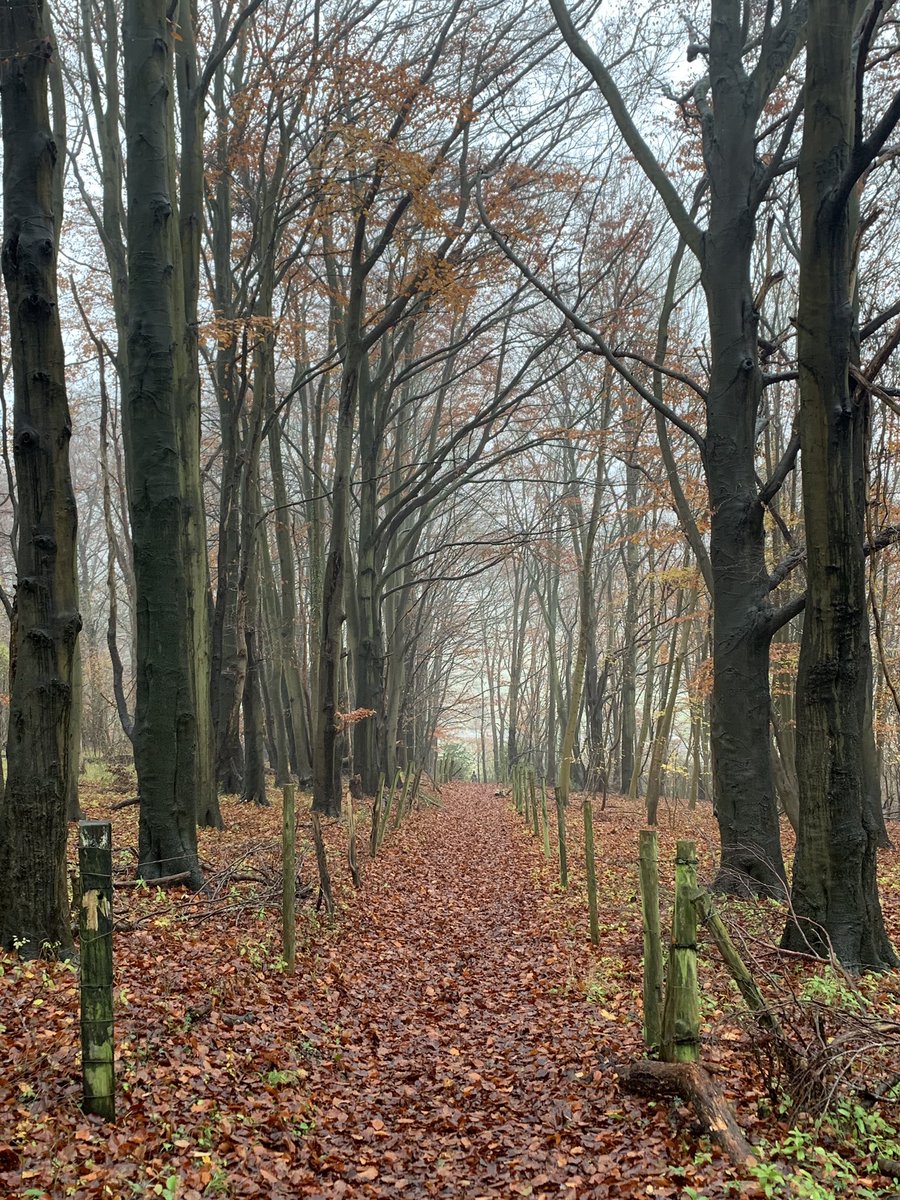 TCA_UKofficial's tweet photo. Lovely end to a hike #ForestAndEnvironment #forest #woods #trail #hike #hiking #hikingadventures #Autumn https://t.co/GExbQwAaaM