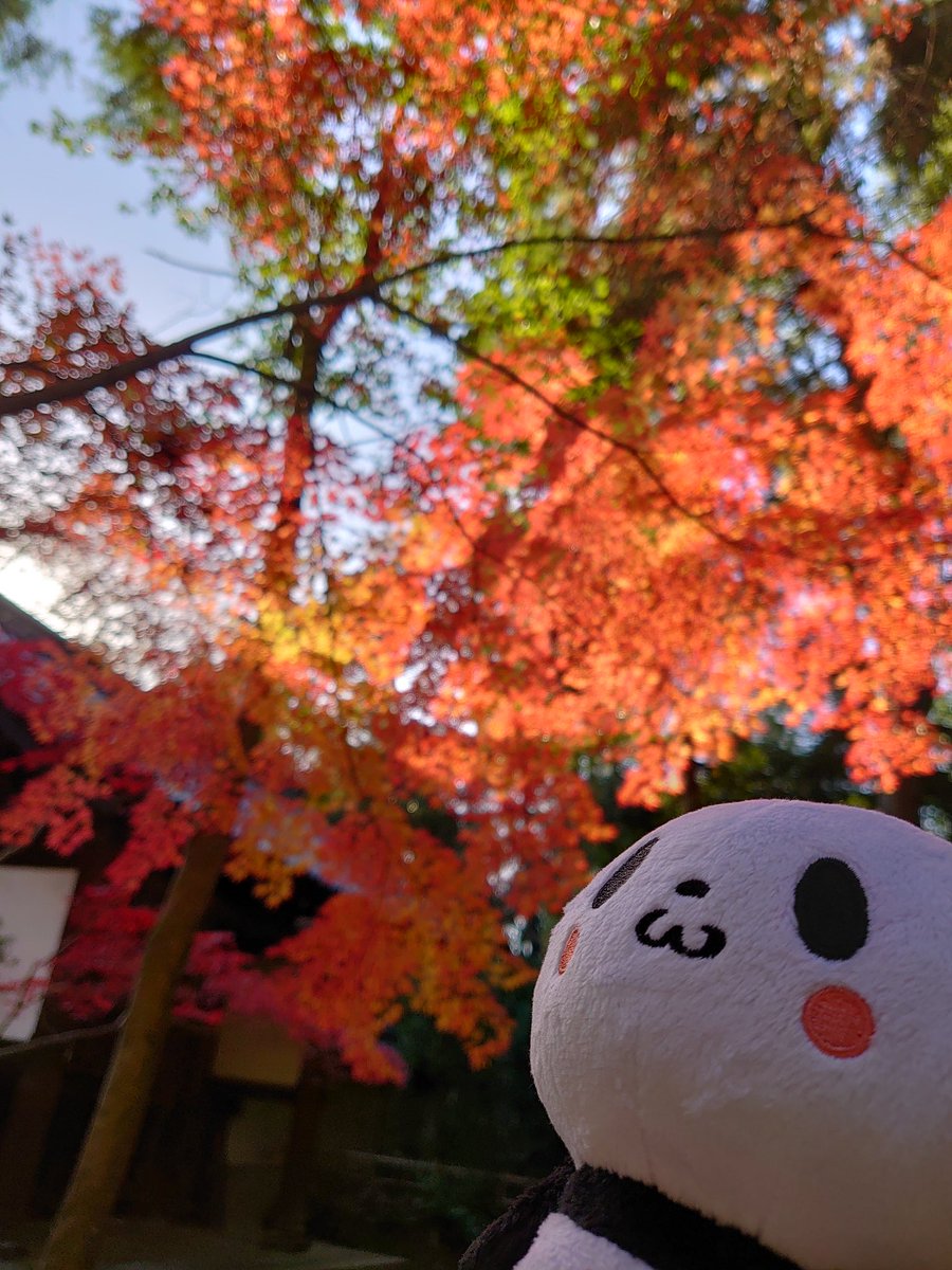 shinji_m2000's tweet photo. 近所のお寺でもみじ狩り🍁🍁🍁 
#お買いものパンダ #もみじ狩り #紅葉 #うちのおパンダフル https://t.co/9kqNSavig8
