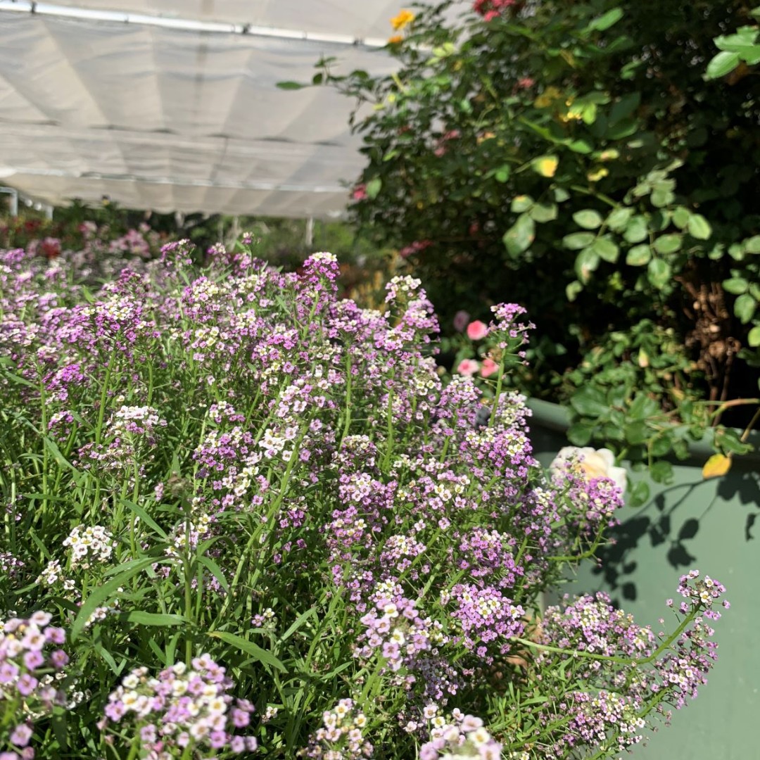 PocketHerbs's tweet photo. Sweet Alyssum is a member of the mustard family, known for its sweet fragrance and peppery flowers and leaves. The Alyssum blooms in a royal carpet purple and snow white. Ready to go for tomorrow’s orders.

#pocketherbs #pocketherbs #alyssum #sweetalyssum #edibleflowers https://t.co/dgA5pASQuD