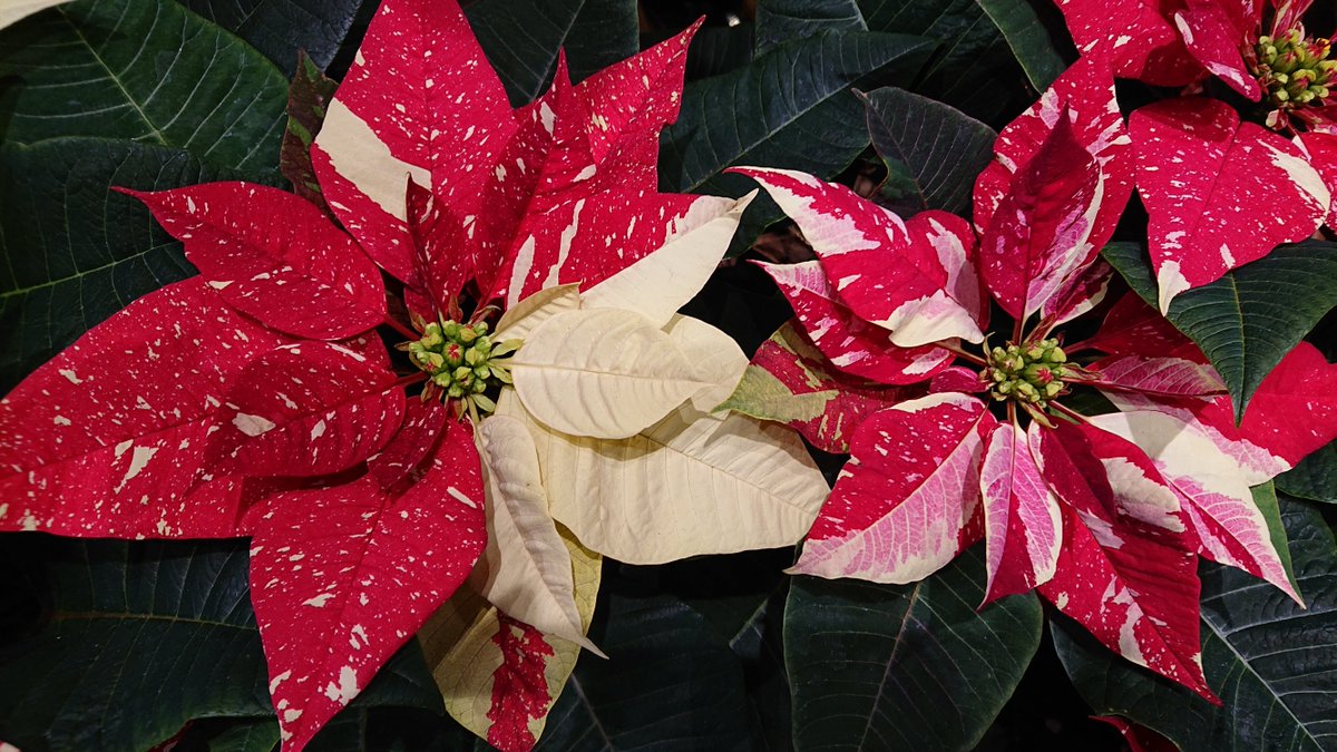 すべての花の画像 100 Epic Bestショウ ジョウ ボク すべての花の画像 100 Epic Bestショウ ジョウ ボク