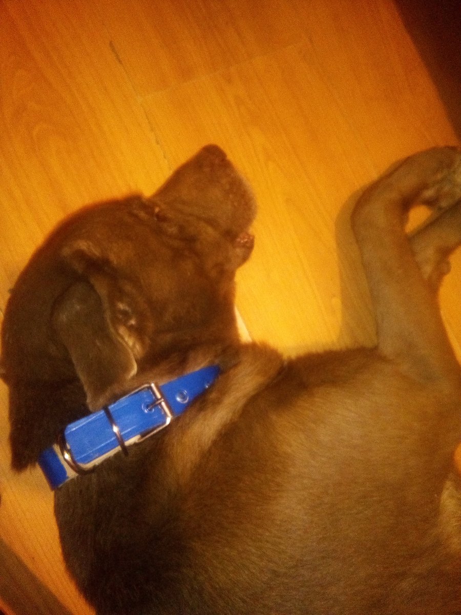 FreeVader's tweet photo. El Caneloi hoy estrenó collar nuevo. Azul para que combine con mis ojos. 🐶 https://t.co/af3wnG9K8P