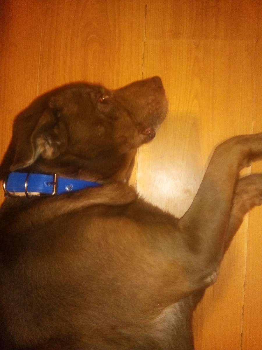 FreeVader's tweet photo. El Caneloi hoy estrenó collar nuevo. Azul para que combine con mis ojos. 🐶 https://t.co/af3wnG9K8P