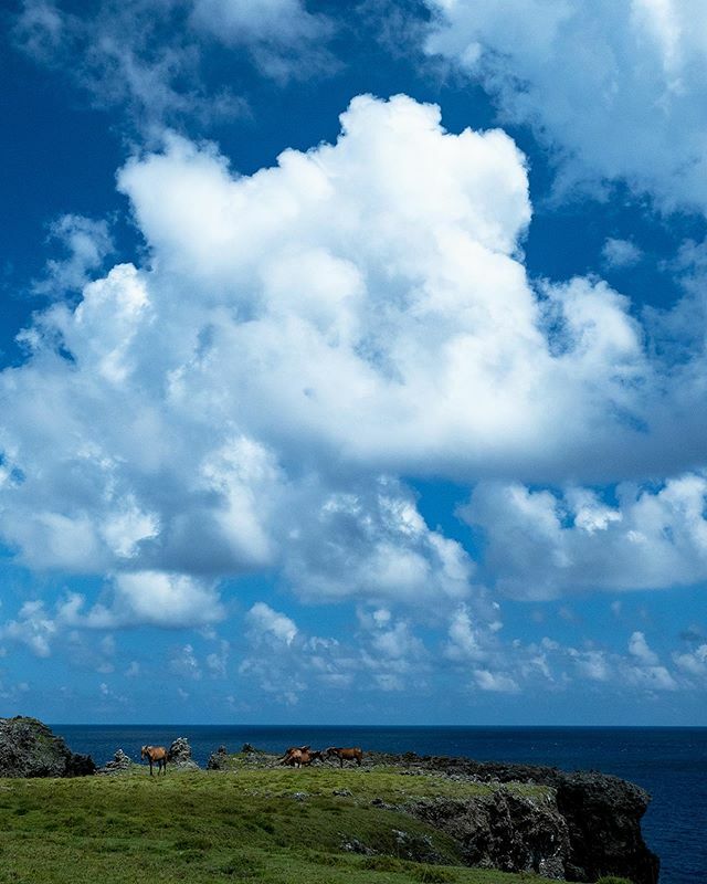 discoveryaima's tweet photo. The good life at Yonaguni island. #yonagunibreed #yonagunipony #japanesebreed #discoveryaima #wildyonaguni  #与那国 #与那国馬 #与那国 #どなん #馬 #yonaguni https://t.co/btmWSLzgbB https://t.co/q8xzE6e5O0