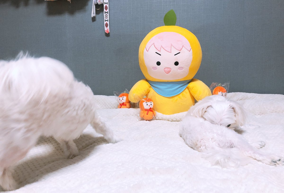 Seniya9461's tweet photo. 아 미친 퓨ㅠㅠㅠㅠㅠㅠ 나 너무 행복해 ㅠㅠㅠㅠㅠㅠㅠㅠ 🐣슈퍼뺙이랑 🐣귤뺙이 너무 귀여워 ㅠㅠㅠㅠㅠㅠㅠㅠ 진짜 미쳐따 택배봉투 열고 너무 행복해졌어 ㅠㅠㅠㅠㅠㅠㅠㅠㅠㅠㅠㅠㅠㅠㅠㅠㅠㅠ 왕빵이 동생 생갸따!!! @oohchick  잘 도착했어요🐥🐥🐥 근데 강아지들이 엄청 경계해요 ㅠㅅㅠ https://t.co/x5DxFUzX30