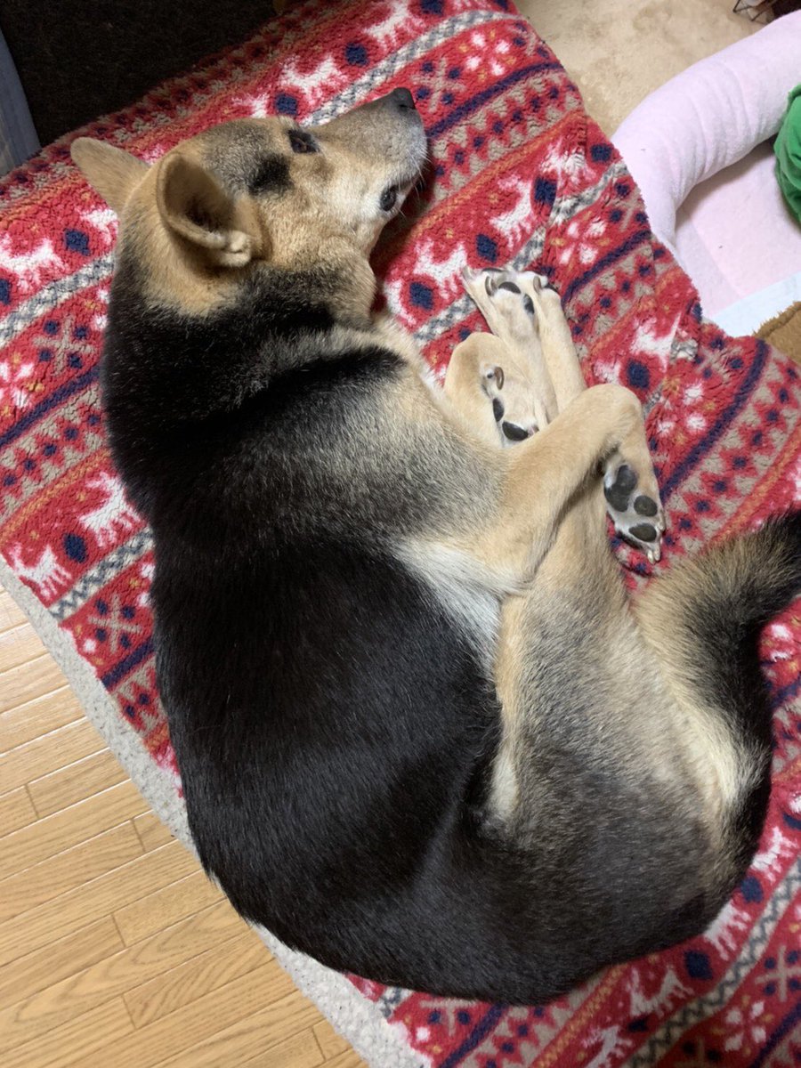 今日も、ザイオンは、足抱えてネマス😪😪