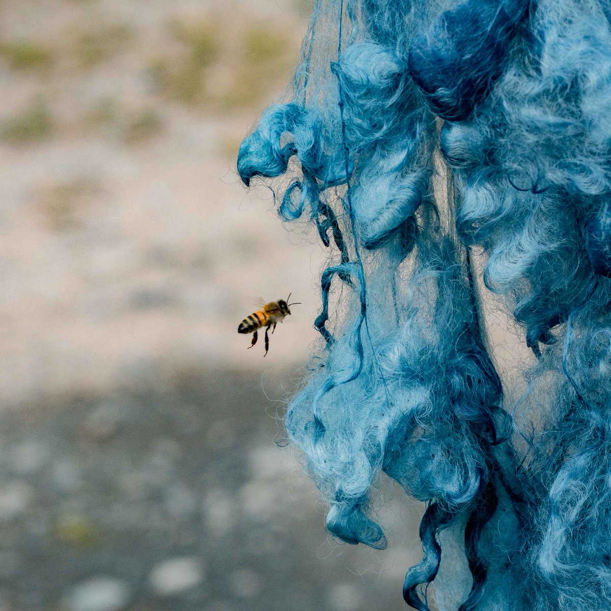 One of our honey bees investigating indigo dyed fleece drying in the sun last summer. If you're interested in plant dyeing workshops visit plantdyedwool.co.uk for upcoming dates and more info. Photo <a href="/LydiaBoothPhoto/">LydiaBoothPhoto</a> #plantdyedwool #bees