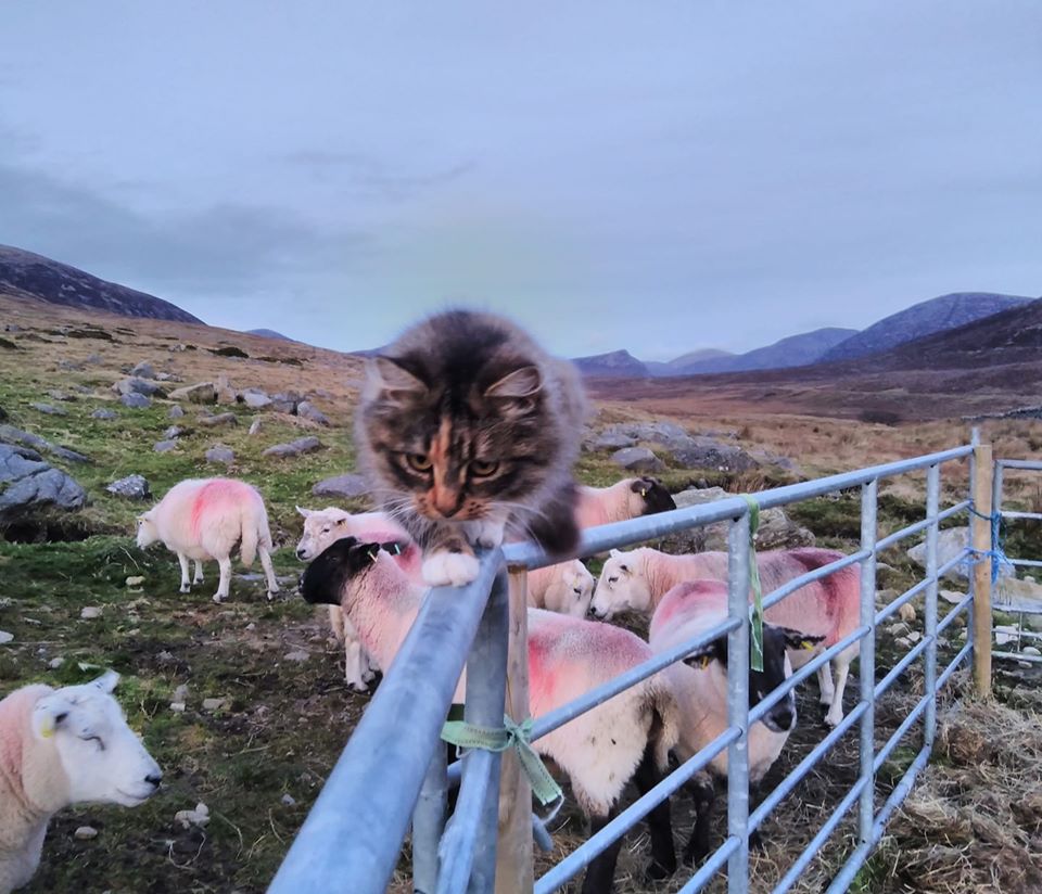 Beautiful Mourne Mountains, Co Down, N  #Ireland. Mournes are made up of 12 mountains with 15 peaks & include the famous Mourne wall (keeps sheep & cattle out of reservoir)! Area of Outstanding Natural Beauty. Partly  @NationalTrustNI : Daniel Mcevoy (with lovely cat!)  #caturday