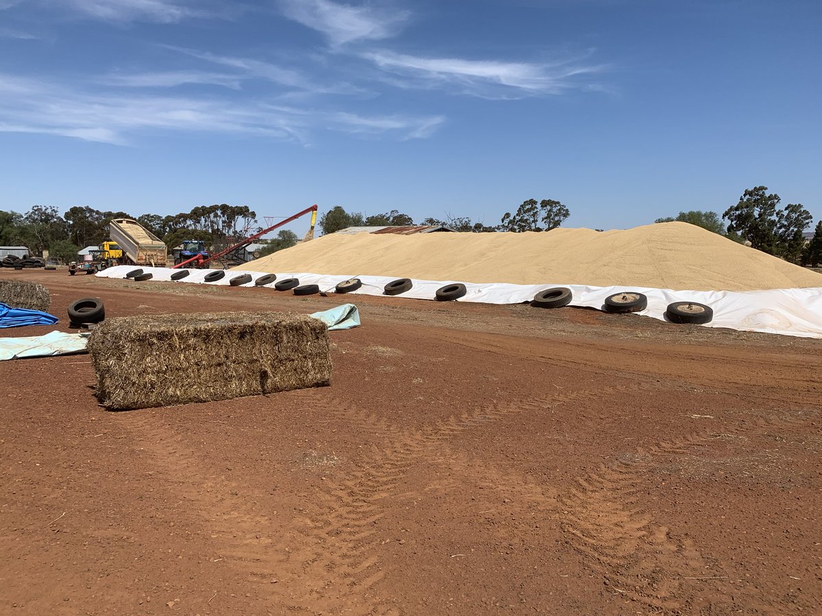 Had a go at making a bunker this year for the first time. Nice to have something to put in it 🌾👌#agriculture #harvest19