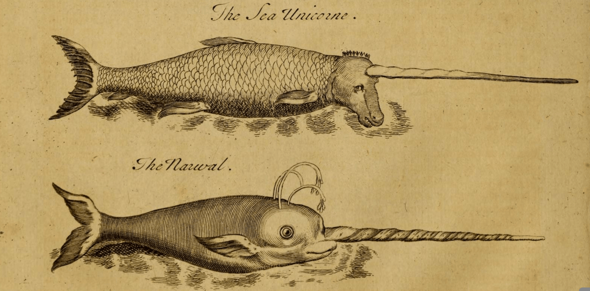 guywalters's tweet photo. A narwhal tusk is not a cheap weapon. One sold in auction for £36,000 a few years ago. Elizabeth I so valued the one presented to her by privateer Martin Frobisher that she placed it in the Royal Wardrobe &amp; Treasury. It was valued at £10,000 in 1598 -- some £2 million today. https://t.co/lFdO88yxUr