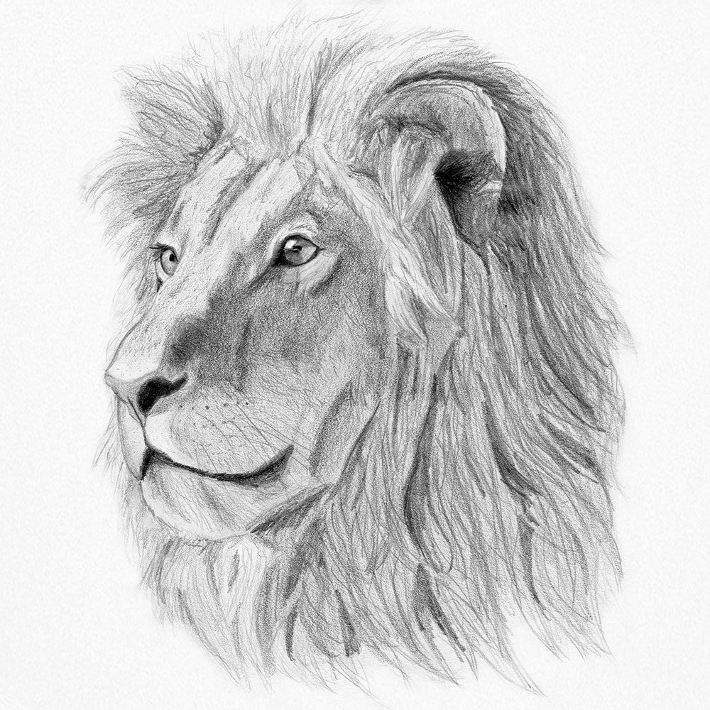 Update 77+ lion pencil sketch images latest - in.eteachers