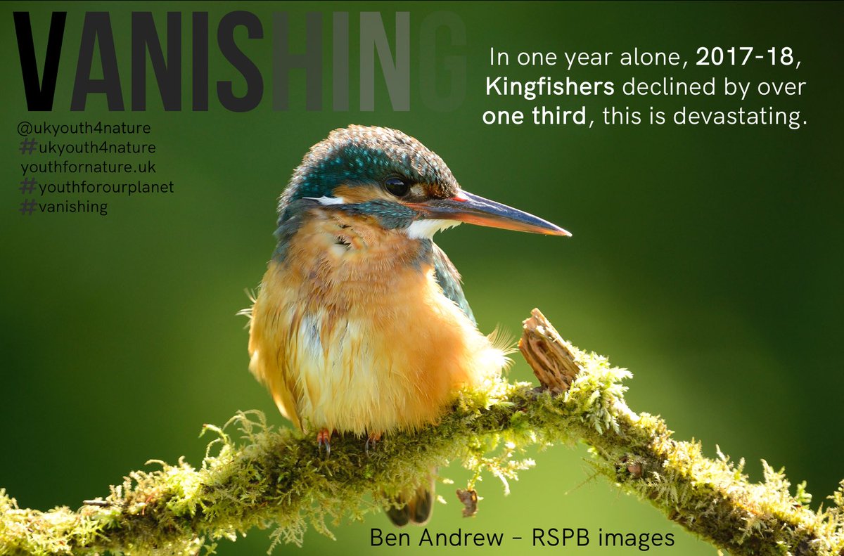 One of the most beautiful and exotic birds in the UK is in serious trouble, the Kingfisher is #vanishing . They need our help more than ever. @sianberry #GE2019 #biodiversity #naturedecline #wildlifeloss #youthforourplanet #ukyouth4nature #ukyouthfornature #thetimeisnow
