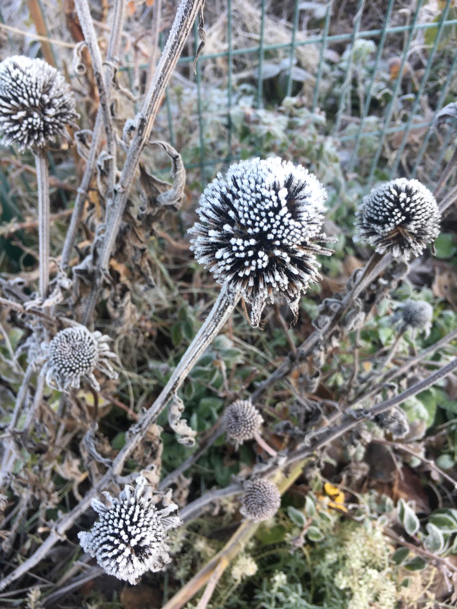 Louise_Tea_'s tweet photo. On my way to final retreat for a Trauma Sensitive Mindfulness Teacher Training. Noticing the frost on my route. Nature in the city. #keepnoticing https://t.co/lAvwbhEOzp