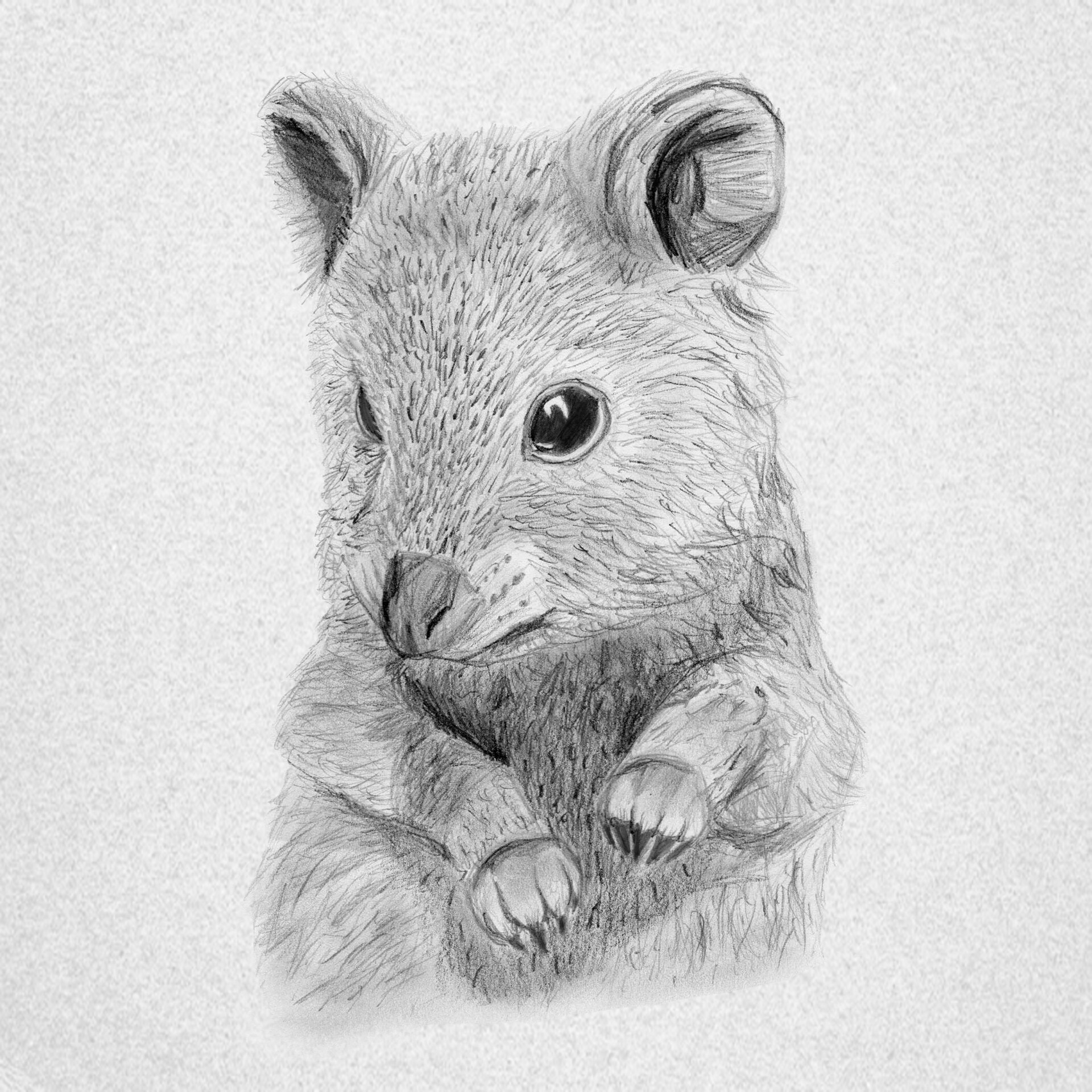 Cute Pencil Drawings Of Cute Animals