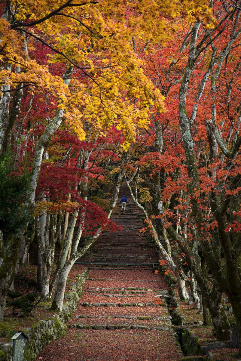 Shunya 11月を写真4枚で振り返る 色んな紅葉を感じることが出来た月でした 紅葉の絨毯 長野 もみじ回廊 滋賀 メタセコイア並木 滋賀 光芒 静岡 東京カメラ部 Tokyocameraclub Pashadelic 紅葉 T Co Etgaaq8tul