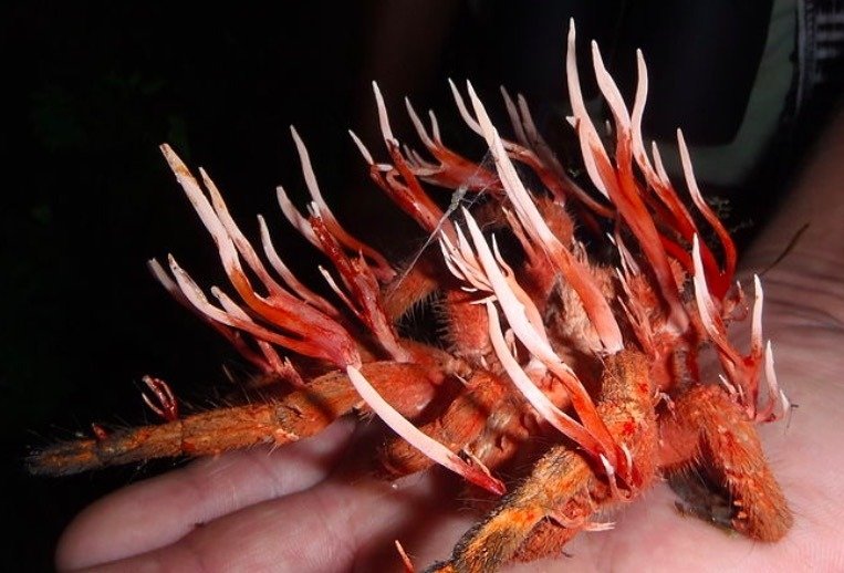 EPelmesha's tweet image. ~ Решился на тред о зомби в природе :D
Да, в природе очень много паразитов и животных, использующих других существ для своих целей.
И так:
#1 Гриб Кордицепс (Cordyceps)
Жертва: насекомые
Стаж: 48 млн лет
Гриб выстреливает споры в насекомое когда оно рядом и споры проникают в тело