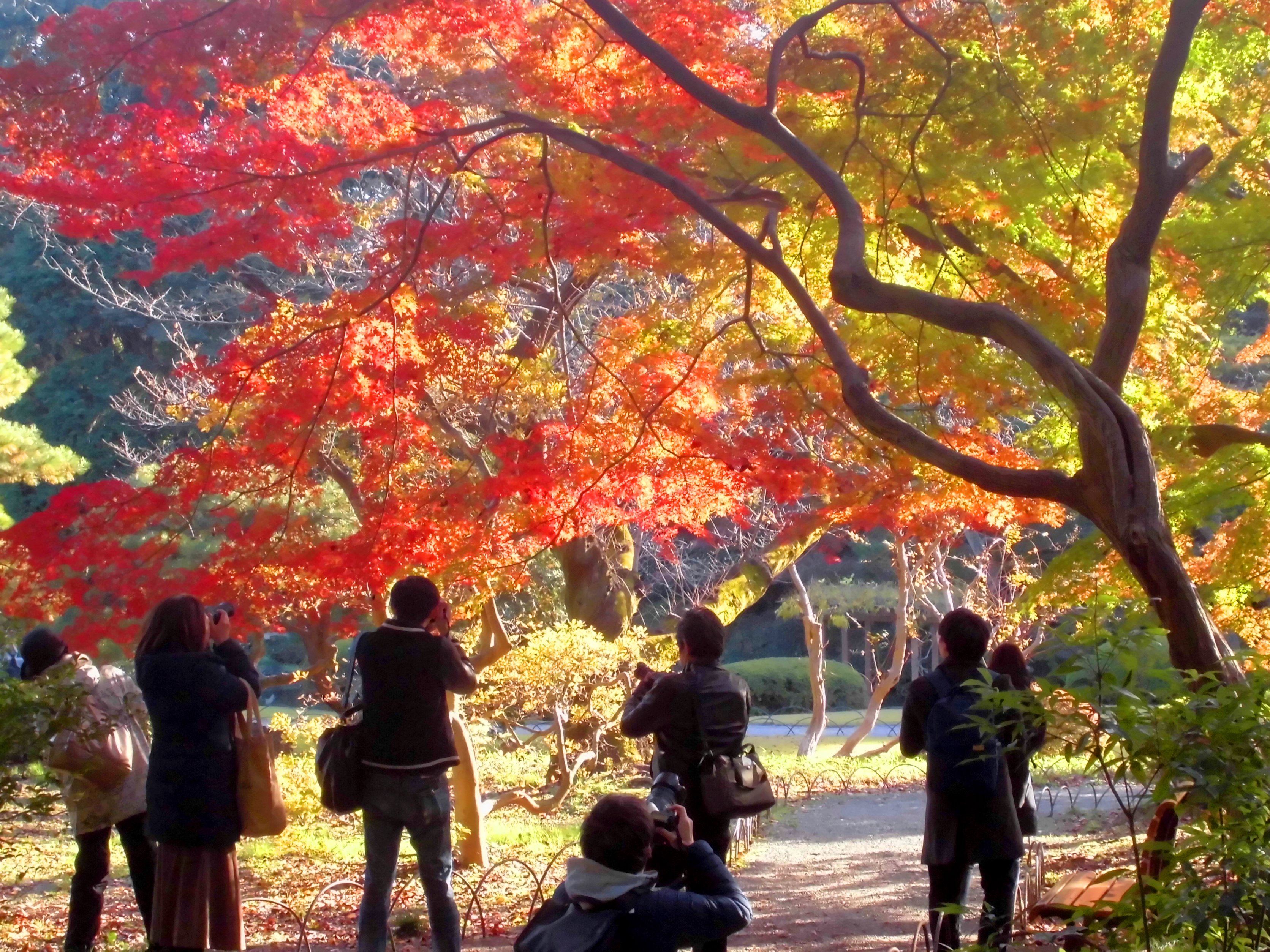 新宿御苑 自然情報 紅葉のベストシーズン 新宿御苑の紅葉がみごろをむかえました 新宿門を入るとカエデのアーチがお出迎え 風情溢れる日本庭園はまるで京都旅行のような雰囲気です 秋咲きのヒマラヤザクラやバラ 温室の 洋らん展 もおすすめです
