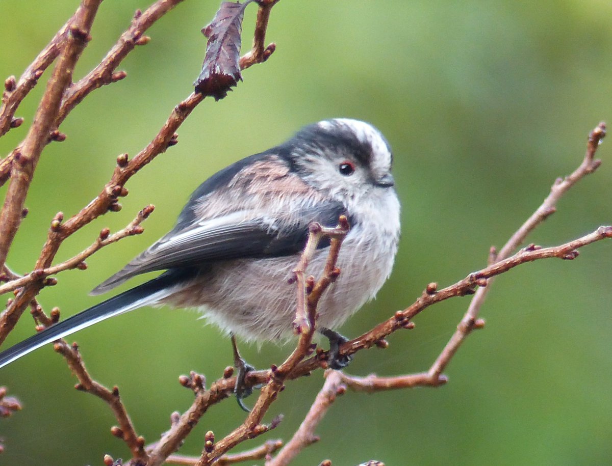 There is always an extra buzz in the garden when the #LongTailedTits are in town. Just love this wee bird. A scrumptious ball of fluff. #lovemygarden @BTO_GBW @Natures_Voice @Britnatureguide @NatureUK @Team4Nature @WildlifeMag @BirdSpotUK @britishbirds