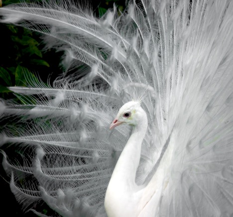 二度見するほど美しい生き物 Twitterren 白変種の孔雀 あまりの神々しさから 神の使い とも形容される孔雀 アルビノと混同されることが多いですが 正確には白変種という種類になります