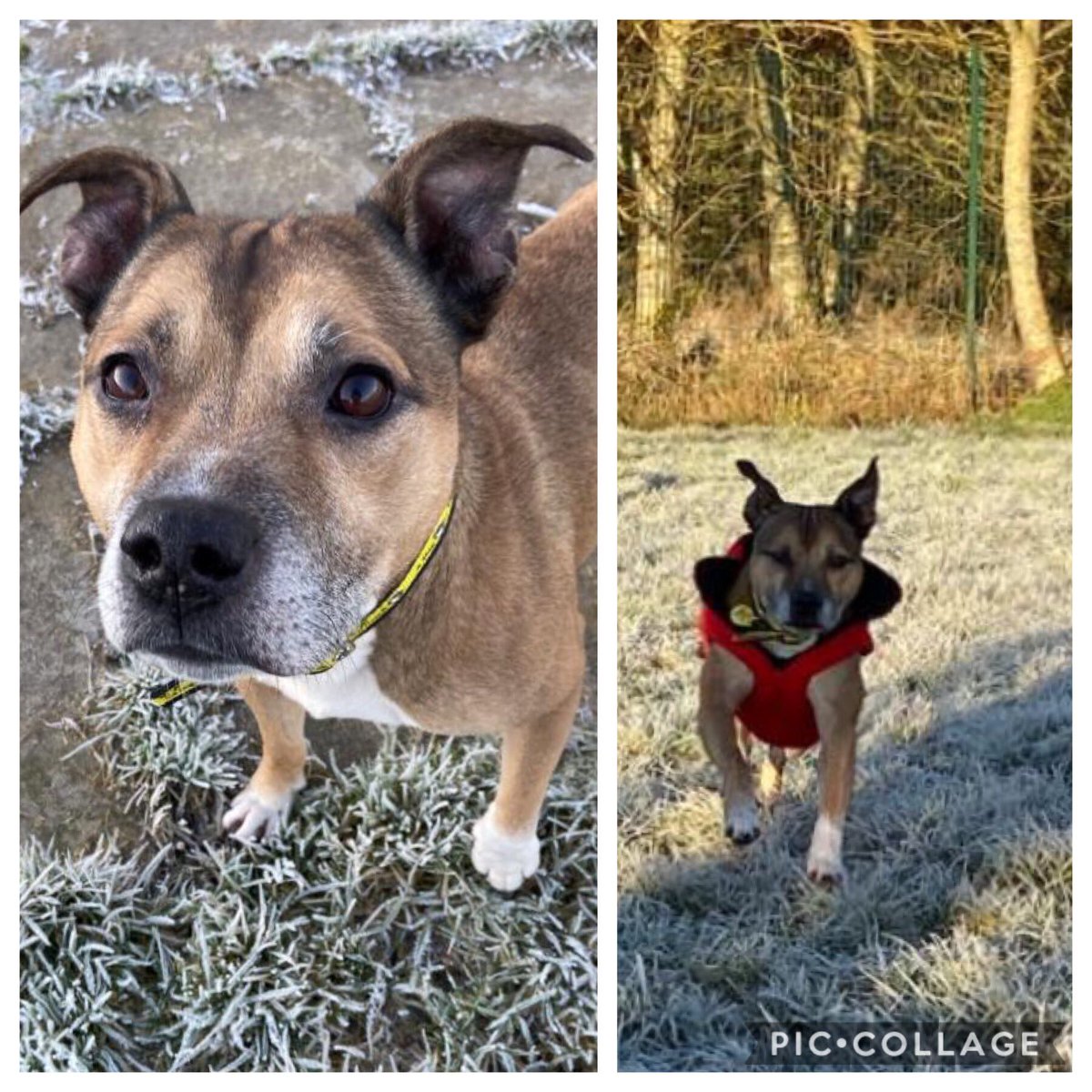 DT_WestCalder's tweet photo. Aston 🐶 doesn’t let the frosty weather stop him! 😊 This 5 year old boy is full of life and adores being with people he knows and loves ❤️ ... #adoptdontshop #dogstrust #winterwalks #scottishdogsoftwitter #scottishdogsofinstagram https://t.co/jvSVEeVEVx