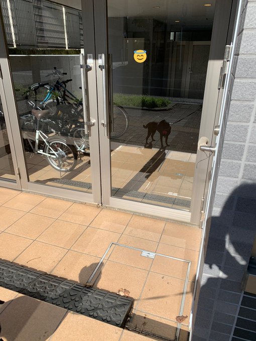 わたしです。シワの数が増えました。もうすぐ10ヶ月です。へへへ たまにガラスに写る自分に見惚れるときがあります。&hellip;あれって、わたちですよね？ #pug #パグ #黒パグ #blackmonster #女子<a href="/tag/pug"class="tags">#pug</a><a href="/tag/%E5%A5%B3%E5%AD%90"class="tags"><span>#女子</span></a><a href="/tag/%E3%83%91%E3%82%B0"class="tags"><span>#パグ</span></a><a href="/tag/%E9%BB%92%E3%83%91%E3%82%B0"class="tags"><span>#黒パグ</span></a><a href="/tag/blackmonster"class="tags"><span>#blackmonster</span></a>