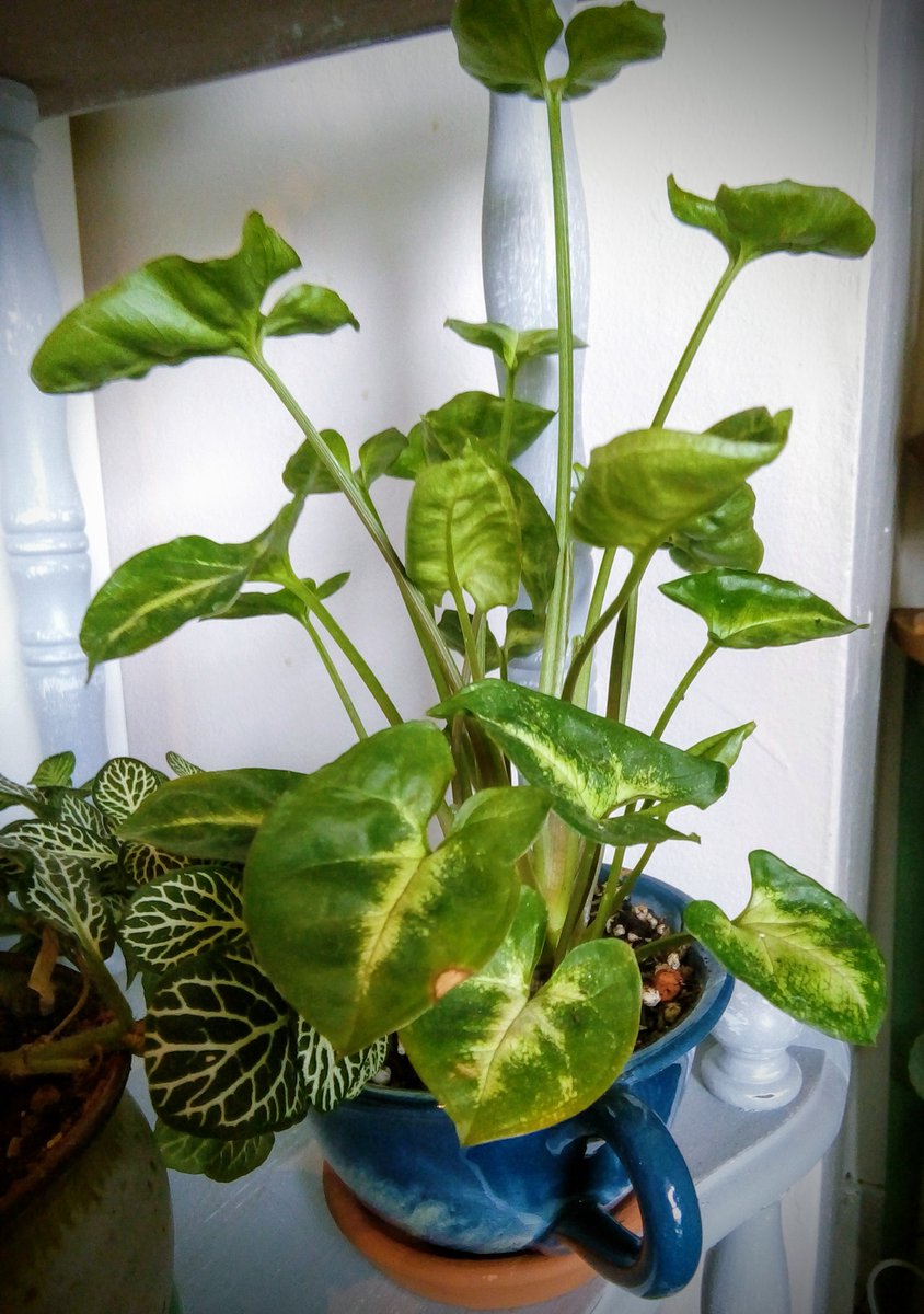 RoomDublin's tweet photo. I love arrowheads and I've just been gifted this cute as a button dwarf variety #Syngonium podophyllum 'Pixie'
#houseplants #houseplanthour #variagated #foliage #planttwitter #dublin #ireland https://t.co/8HqZwulTsH