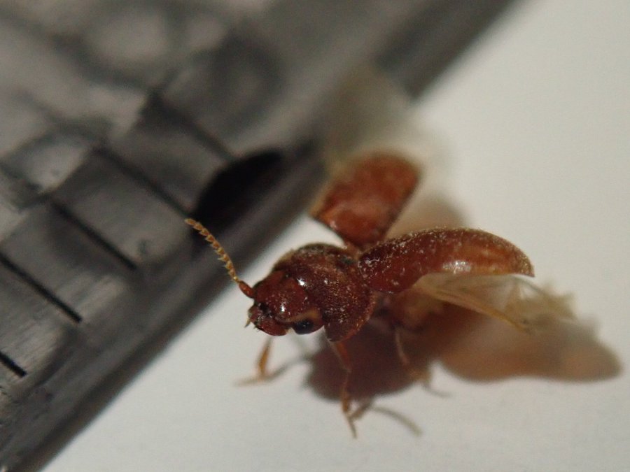 黒ゴマみたいな部屋の虫 シバンムシ とは 生態 特徴 駆除