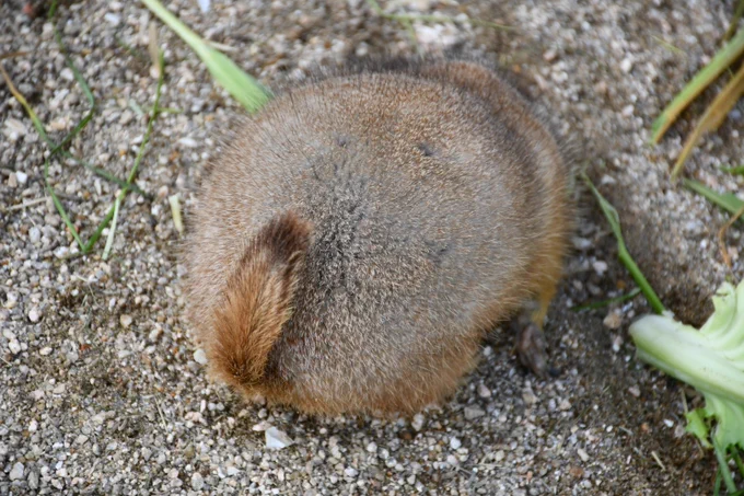 久々に動物園に行った時に撮ったプレさんのおしり見てたら動物園行きたくなった 