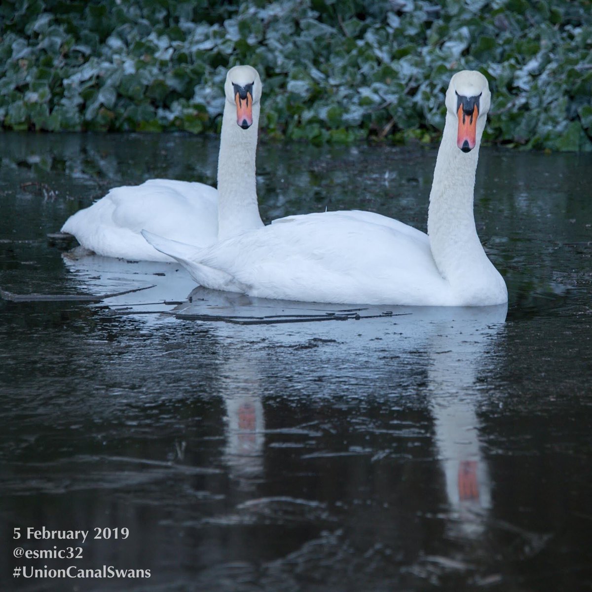 Happy St Andrew's Day! 
Stay safe and warm, but if you see our family, please tell me! 🙏🏻❤️🦢

📷 by @esmic32 👏🏻 
February 5th, 2019! ❄️
Mum SZP &amp; Dad TTS (he was TLU back then) and the frozen Union Canal at Wester Hailes!😍🥶

#UnionCanalSwans
#UnionCanalSwanStory