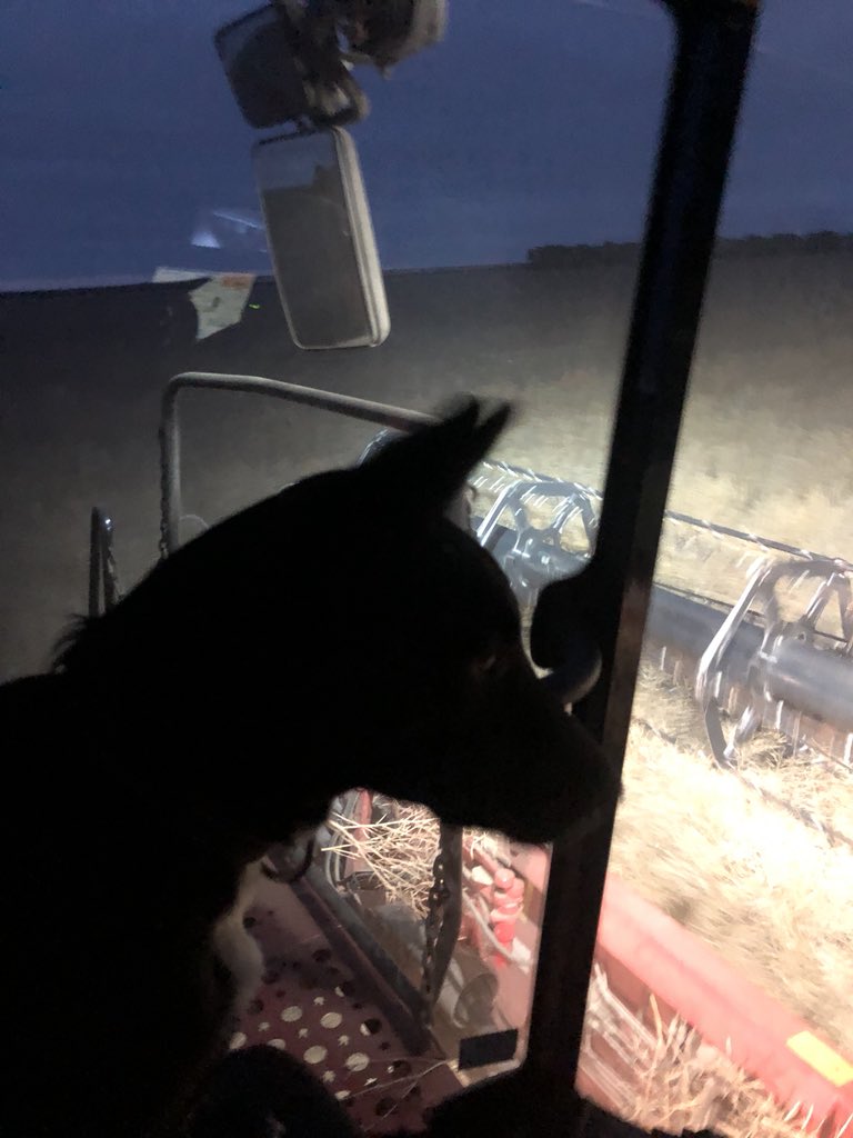 If anyone wants a good harvest challenge put a 6 month old kelpie in the header cab at tea time #busy