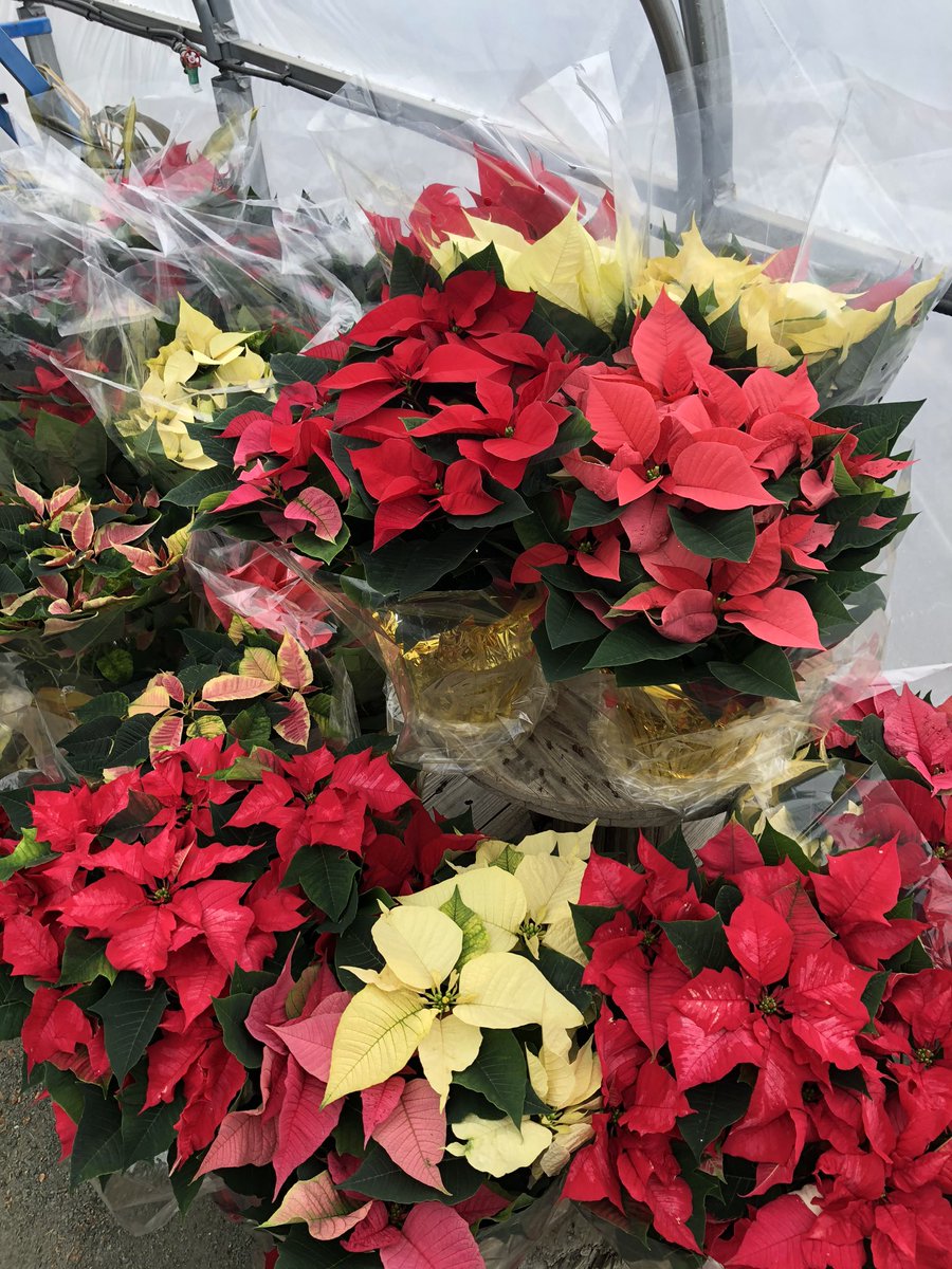 JettysLandscape's tweet photo. #poinsettias are ready to grace your homes/ offices with color! #christmasdecor #freshflowers #christmastrees @JettysLandscape https://t.co/iNwXQa6bEO