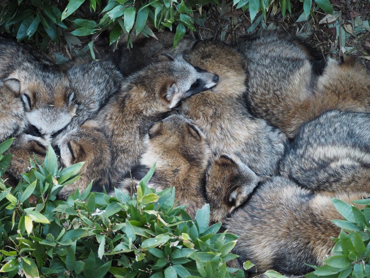 たぬき団子 寒い時期に東山動植物園で見られるもふもふみっしりな光景 毎日寒いから気持ち分かりますね Togetter