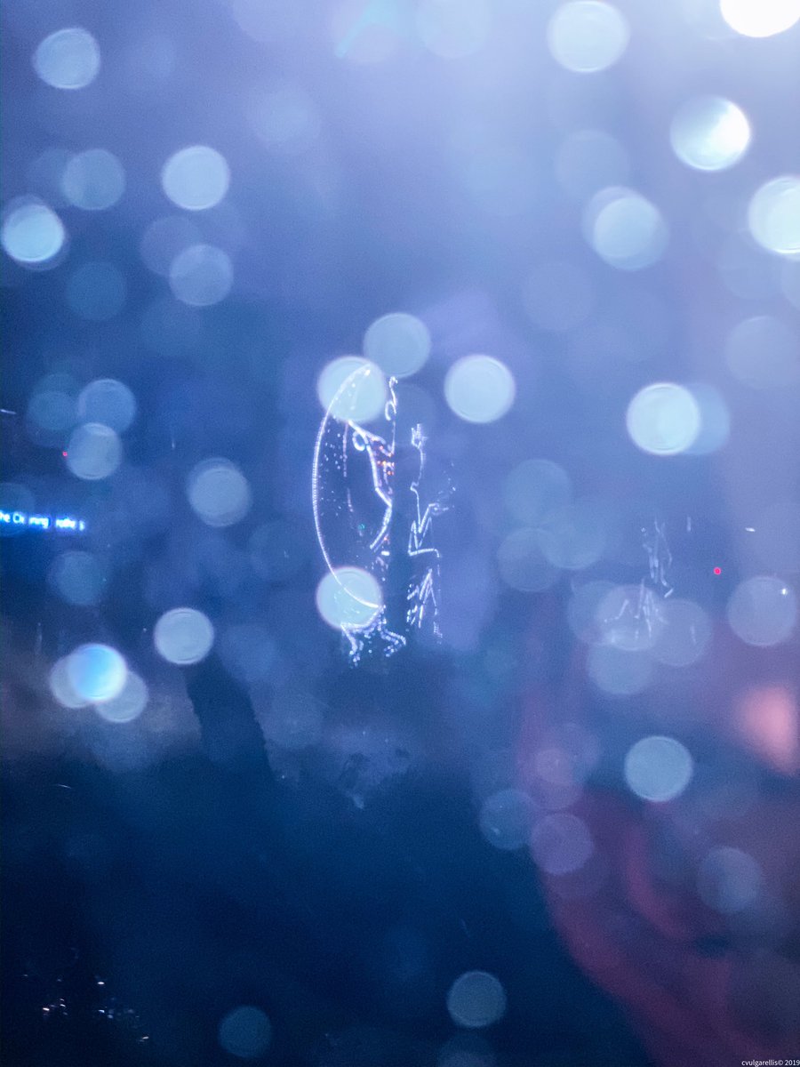 fictionsway's tweet photo. From within the car, rainy city xmas lights #photography https://t.co/RQqix3Qe5F